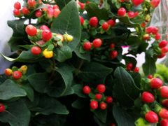 -沪花拾者(好再来花卉鲜花店)