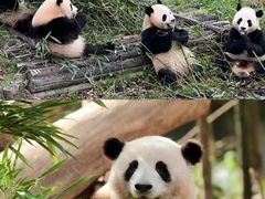 -成都欢乐谷