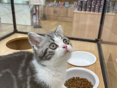 -袖虎猫馆(十亩地店)
