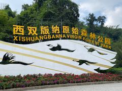 -西双版纳原始森林公园