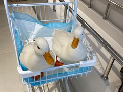 -怪兽屋·羊驼·猫咖·狗咖(俊华广场店)