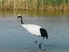 -盐城丹顶鹤湿地生态旅游区