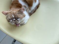 -怪兽屋·羊驼·猫咖·狗咖(俊华广场店)