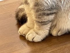 -猫友咖啡店(玉林西路店)