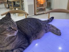 -喵园·猫主题咖啡厅·撸猫·猫咖(国贸店)