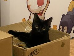 -艾吉宠物医院·疑难杂症转诊中心·猫友好(碧江路院)