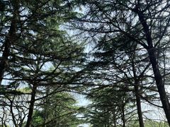 -八大关景区