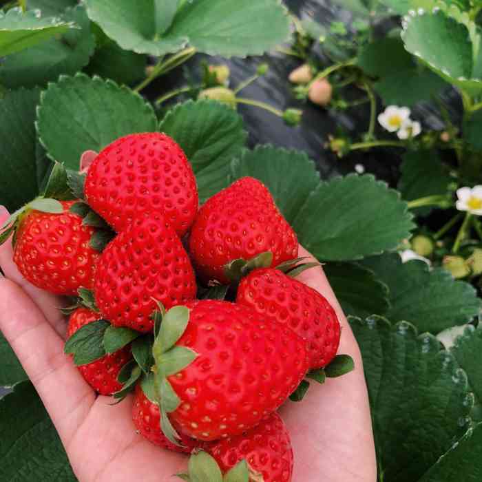 草莓岛休闲农庄-"07交通:我们是自驾,搜93大圩草莓岛休.