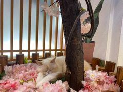 -猫小主咖啡·猫咖cat cafe(福田店)