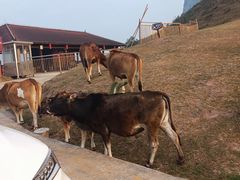 -天龙顶山地公园