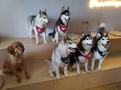 -Husky Go! 哈士奇体验馆·宠物咖啡厅狗咖
