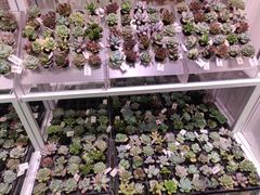 -KKV(深圳宏发大仟里店)