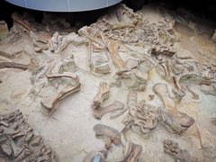 -自贡恐龙博物馆