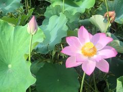 -福建鲤鱼洲酒店