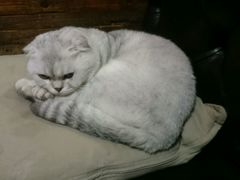 -MIKAKU(万达广场上海宝山店)