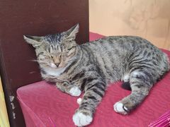 -龙华素斋(龙华路店)