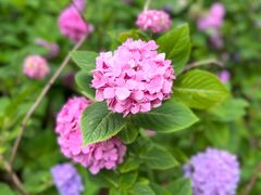 -上海滨江森林公园