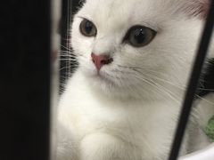 -lincat·猫舍(广州店)