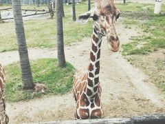 -清迈夜间动物园