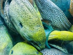 -太平洋海底世界