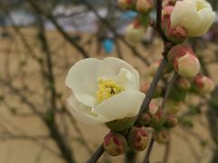 -秀丽东方