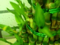 android_upload_pic-静岸花卉园艺(三星坊店)