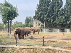 -石家庄市动物园