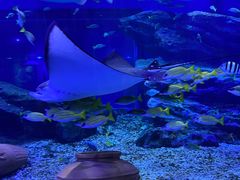 -海合安武汉极地海洋公园
