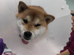 -北京观赏动物医院·24小时大型综合·猫专科·异宠专科