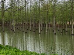 -泗洪洪泽湖湿地景区