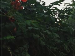 -北京大学燕东园