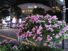 -爱雍·乌节