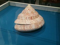 -青岛贝壳博物馆