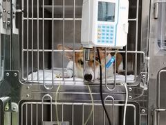 -申普宠物医院·眼科·心内科·影像科(普陀分院)