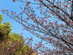 -高东镇樱花园