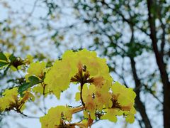 -天适樱花悠乐园