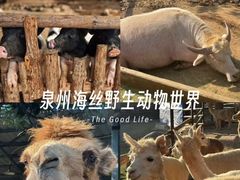 -泉州海丝野生动物世界