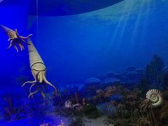 直角石-国家自然博物馆