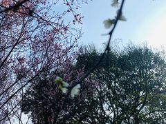 -无锡梅园公园