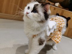 -藏猫猫咖啡主题馆(中央大道店)