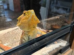 -酷以爬仙阁实体爬宠店·守宫·蜥蜴·专业繁育