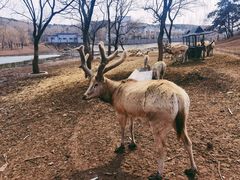 -沈阳森林动物园