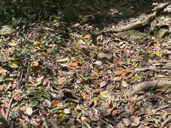 -上海佘山国家森林公园天马山园