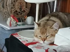 -欣宠猫屋·矮脚拿破仑·蓝金金渐层