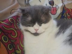 -more than meow吴止猫主题餐厅(承德 中船汇店)