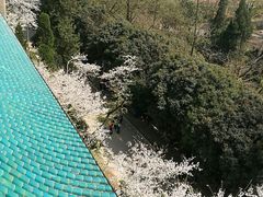 -武汉大学-樱园