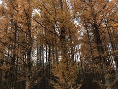 -塞罕坝国家级自然保护区