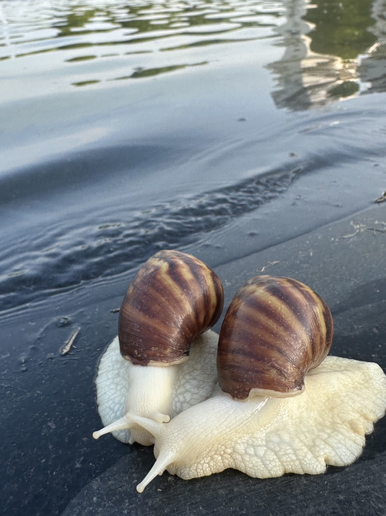 白玉蜗牛 超级好玩! 特别能吃!