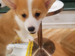 -遇见羊驼·奶狗咖·布偶猫咖·法斗柯基柴犬阿拉斯加(春熙路太古里IFS店)
