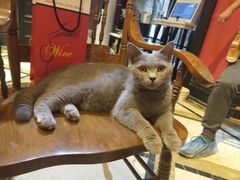 -猫色咖啡·猫咖
